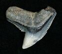 Blueish Fossil Galeocerdo Tooth (Tiger Shark) #5154-1